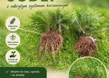 Sadzonki jodła pospolita