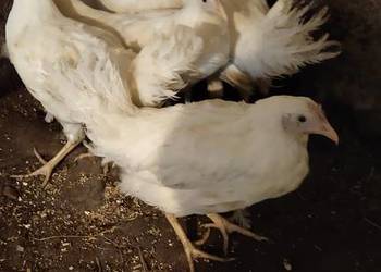 Kury,kokoszki leghorn
