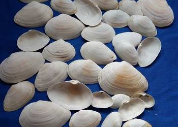 Muszle,muszelki naturalne 40szt.Średnica jednej 3-6cm.Zestaw