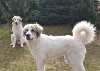 PIRENEJSKI PIES GÓRSKI SZCZENIĘ GOTOWE DO ODBIORU