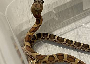 Pantherophis obsoletus skaleless,wąż smugowy