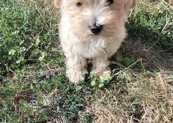 Maltipoo piesek i suczka