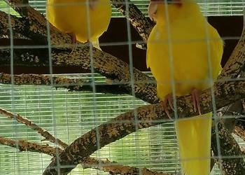 Papugi faliste i kozy