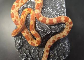 Wąż zbożowy, samica