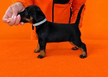 Terrier Niemiecki ZKwP