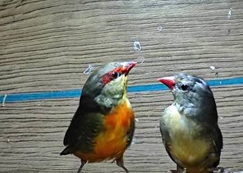 Bengalik złotobrzuchy para 2025 astryld Astryldy