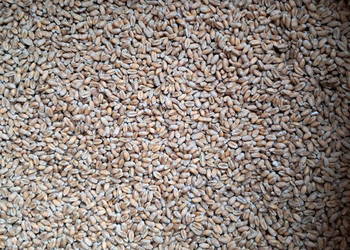 Pszenica ozima SY Landrich Pszenica ozima SY Landrich