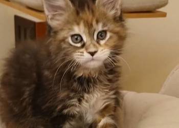 PULCHERIA koteczka MCO