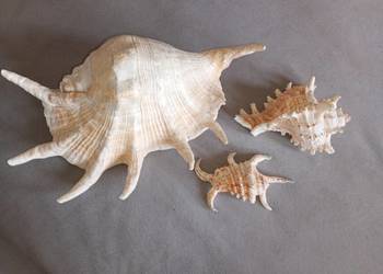 muszla muszle morskie zestaw 3 szt.