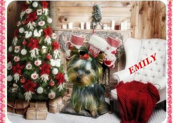 York,Yorkshire Terrier!Elitarne MINI Cudeńko! XXS!Kraków