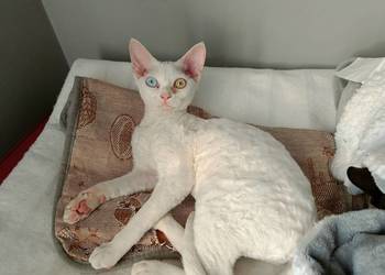 Devon rex kotka różnooka