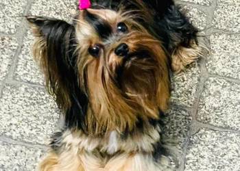 York Romek z Bajki  Cudny czarno-złoty.