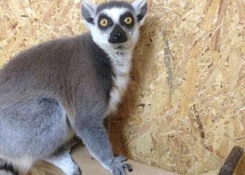 Lemury katta Lemur Catta młode