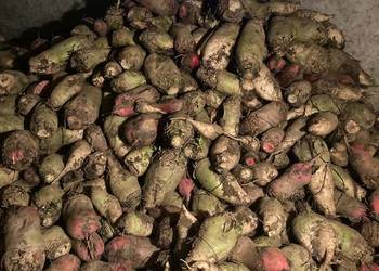 Buraki pastewne czerwone