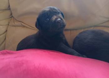 Labrador retriever czekoladowe szczenię