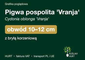 Pigwa pospolita 'Vranja' obwód 10-12 cm, z bryłą – HURT