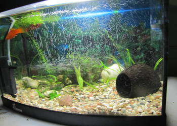 Akwarium z obsadą