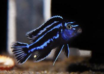Pyszczak Maingano, Melanochromis Cyaneorhabdos