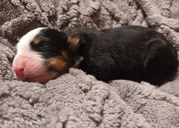 Berneński pies pasterski szczeniaczki