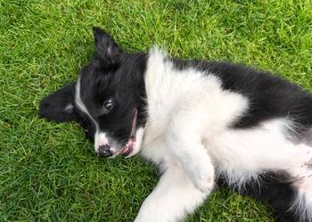 Szczeniak Border Collie ZKwP FCI