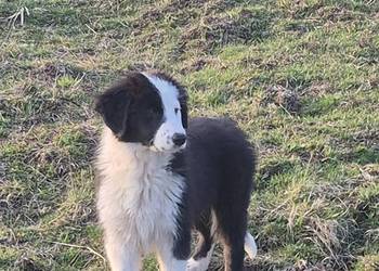 Border Collie Border Family