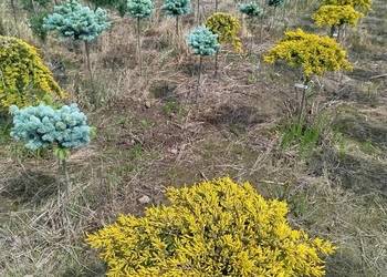 Sosna Pinus mugo, LOW Glow, Varella, ,GLAUCA GLOBOSA, winter