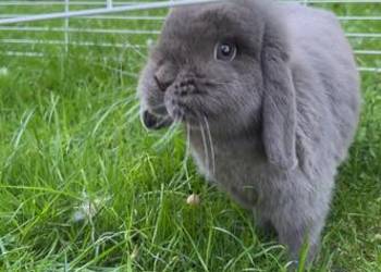 Mini lop