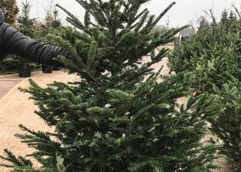 Choinki świerk Hurt