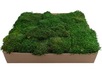 Super Moss Preserved Bright Green Natural Sheet Moss 