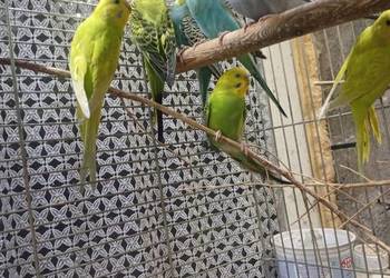 Papugi Faliste młode