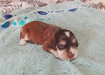 Cocker Spaniel Angielski Piesek