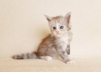 Śliczna koteczka Maine Coon z rodowodem PZF/WCF