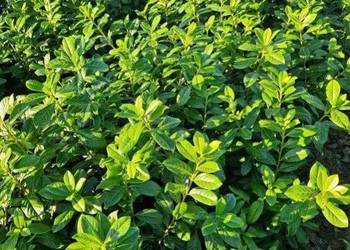 Laurowiśnia Novita, Caucasica, Elly, Rotundifolia Goły Korze