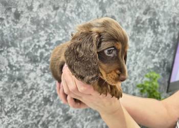 Jamnik długowłosy Choco czekoladowy