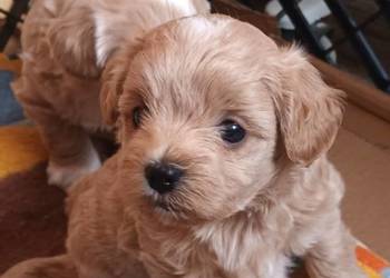 Sprzedam pieski rasy maltipoo z czipem, zaszczepione