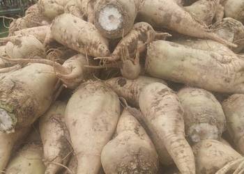 Sprzedam buraki pastewne Sprzedam buraki pastewne