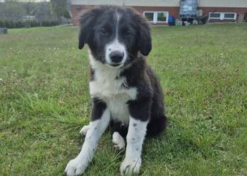 Border Collie Border Family