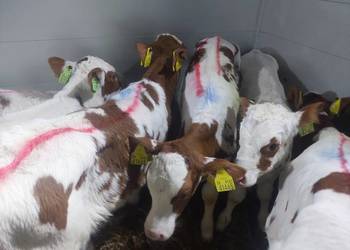 Byczki Jałoszki Mięsne Łochów