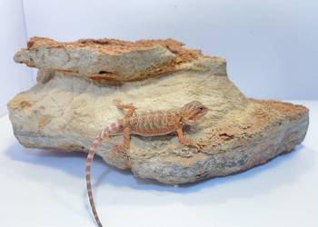 Agama Brodata Orange red translucent