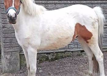 Koń Huculski 7 - letni