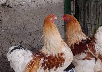 Brahma olbrzymia koguty