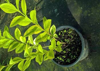 Ligustr Aurea Variegata