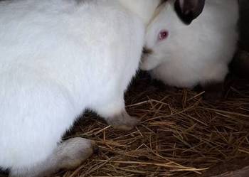 Kalifornijskie na ubój