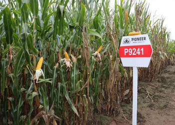 Kukurydza Pioneer P9241 na kiszonę i ziarno wysoka tolerancja na suszę