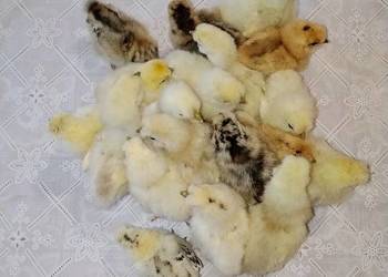 Sprzedam Pisklaki Silki tygodniowe