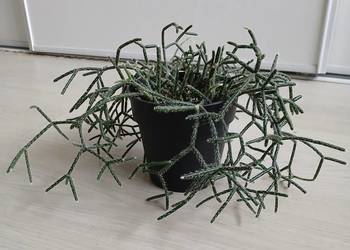 Rhipsalis Pilocarpa patyczak