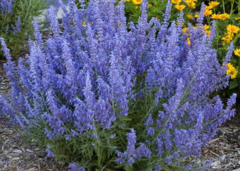 PEROWSKIA ŁOBODOLISTNA Lacey Blue - sadzonki w doniczkach