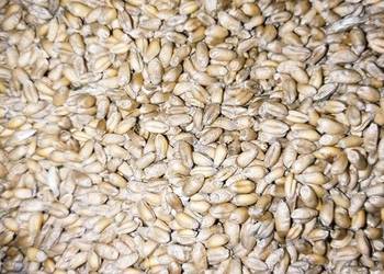 Sprzedam pszenicę ozimą