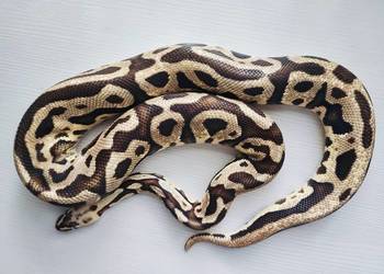 Wąż Pyton królewski ♂ Leopard, Vanilla, Pastel • Python Regius Dorosły