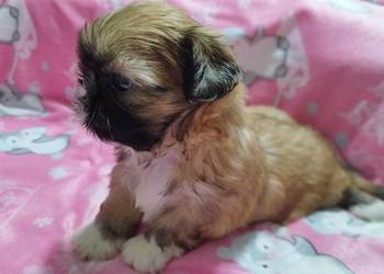 ** Shih Tzu - Malutkie Wielkości Yoreczka **